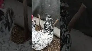 Павловское серебро