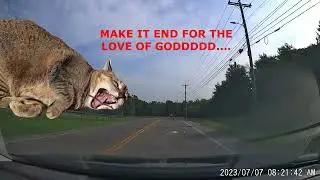 Kitty-oke, Was It?