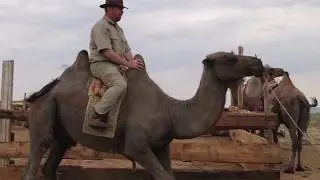 Mongolian Adventure Day 9: Milking Mares and Riding Camels