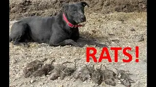 Annie Catching Rats