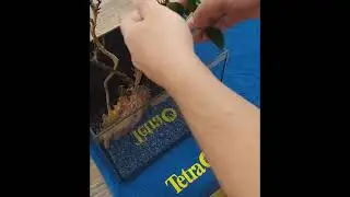 Бюджетный аквариум для петушка
