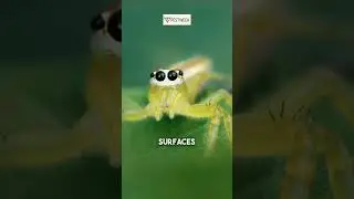 Specific Facts About Jumping Spider #pestweek #pestnews #jumpingspider #knowledge #foryou #shorts
