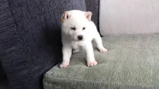 White Shiba Inu Imp - PuppyFor.Me