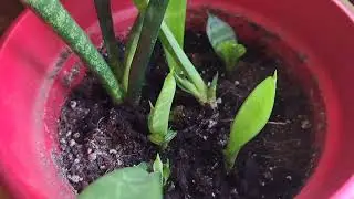 How I get many snake plant pups