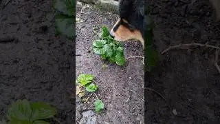 Triton's New Strawberries (Finnish Lapphund Puppy)