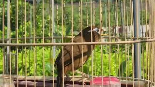 BỘ TO THẢ ĐƯỢC