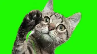 Real cat waving [Green Screen]