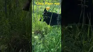 Сбор Иван-чая объявляю открытым🤩. 