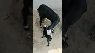 Just Born #shorts