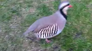 Chukar (aggressive)