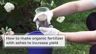 How to Make Organic Fertilizer with Ash to Increase Yield | Ash as a Fertilizer