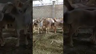 Сын Гулливера
