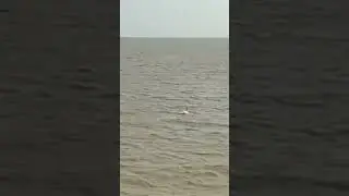 Одинокий лебедь !