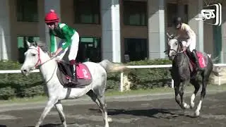 Yorğa atların çempionatı keçirildi