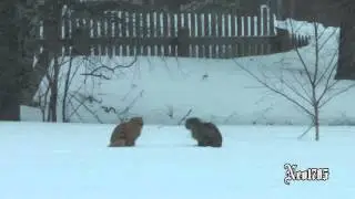 2 кота