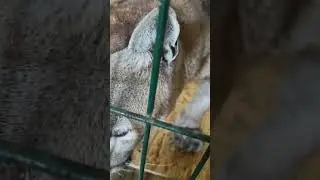 Рад встрече😍🐱❤
