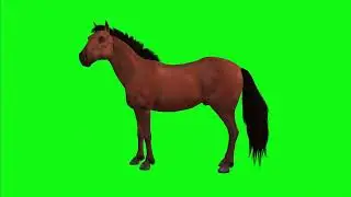 Horse 3d green screen animation background 