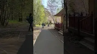 Цветение сакуры