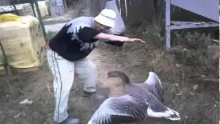goose attac