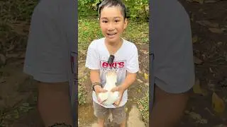 Đi Tìm Bồ Câu Về Nuôi #traicabetta #guppy #bettafish #bettasales