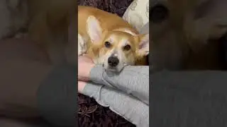 Диван коржам 😀 #корги #коргипемброк #corgi #corgilove #corgilife #corgirussia #вельшкорги #собака