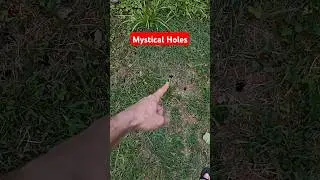 Mysterious holes in my back yard #mystery #holes #backyard #help