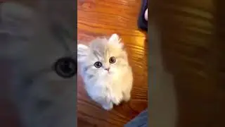Cat lovers 🤩#cat