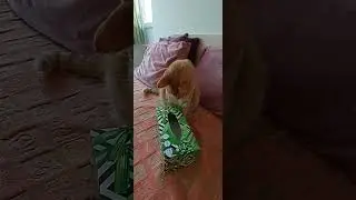 Съни @TsenkaStoycheva