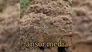 Qabr azobi haqida qisqacha video