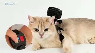 How N01 Camera Captures Life From Your Pet’s POV! 🐾