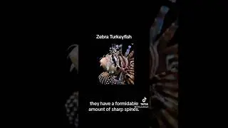 The Zebra Turkeyfish 🐠 #ocean #seaanimals #fish #venomous