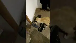 Кошки мишки пограємось?