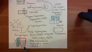 The Vascular Endothelial Growth Factor Part 2