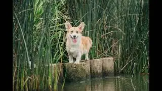 Мои знакомые собаки в юности