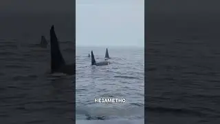 Дельфины отвлекали пока ДРУГИЕ хищники уже окружали акулу 🤯🌊🐬