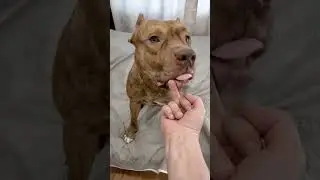 Вот это жесть!