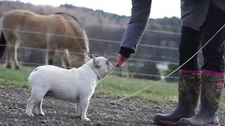 iCreed's Training Day
