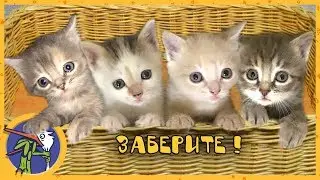 SALVATION OF KITTENS. THE BEGINNING OF A NEW LIFE OF KITTENS