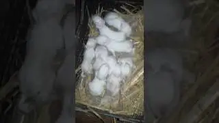 Кролики Калифорнийцы открывают глазки