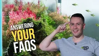 4 Most Commonly Asked Planted Tank Questions - Aquascaping FAQs!