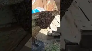 ужас 😱 пчелы отакавали!!!
