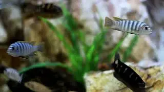 10 minutes Best Music for Relaxation Meditation Sleeping Fish in Aquarium Full HD FHD