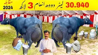 Pakistan buffalo milk competition 2024 | Faisalabad bhains muqabla | 30.940 kg | Nelli ravi buffalo