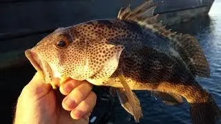 Fishing San Diego Style!