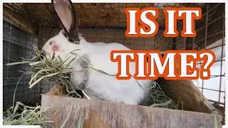 Is My Rabbit Pregnant? Breeding Rabbits | Urban Homesteading