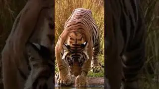 The Remarkable Camouflage and Strength of Tigers: Nature's Perfect Predator