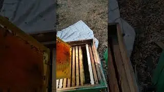 28.07.2024г.🌻При +40 пчёлки принесли мёд и для пасечника. Качаю, но немножко..🌻🌻🌻🌻( неполное видео)