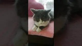 Как стать котиком? #котики #приколы #смешнаяозвучка