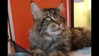 Male El Toro Lilium, maine coon cattery Lilium