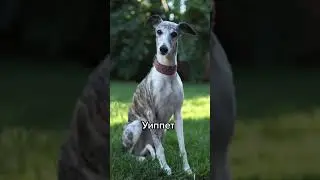 Породы собак, которые легко перепутать 